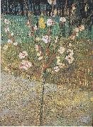 Flowering almond tree Vincent Van Gogh